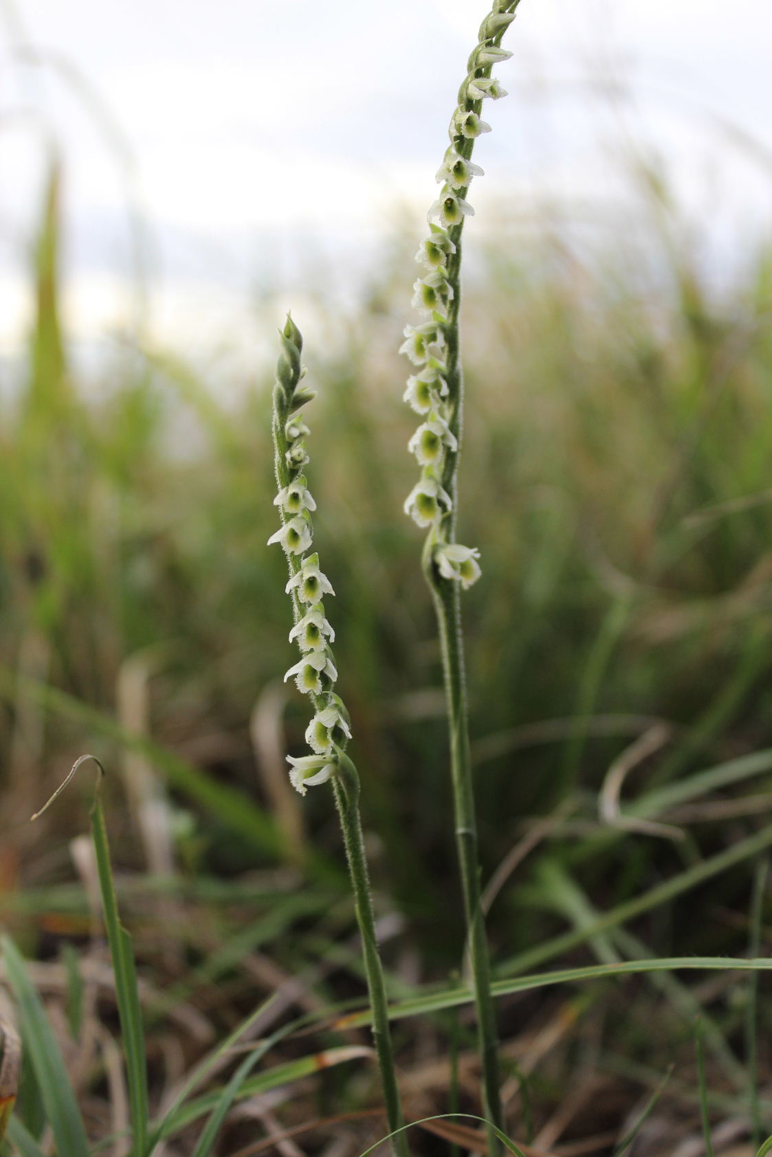 Spiranthes spiralis poco spiralis